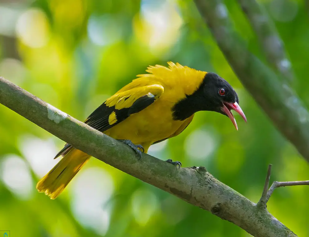 Physical Characteristics of the Black-Hooded Oriole