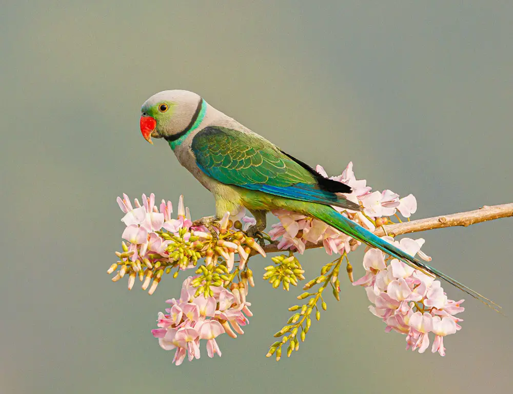 Physical Characteristics of the Blue-Winged Parakeet