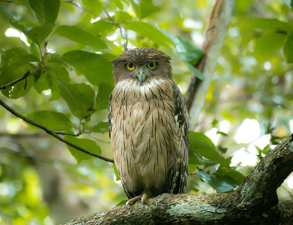Physical Characteristics of the Brown Fish Owl