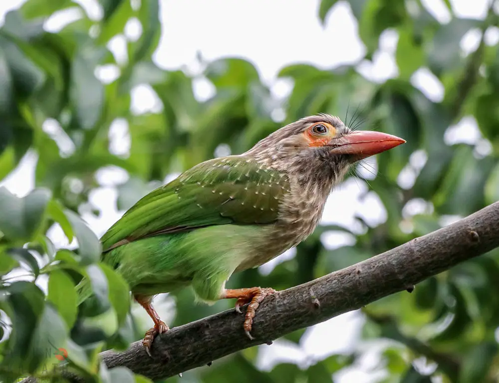 Physical Characteristics of the Brown-Headed Barbet