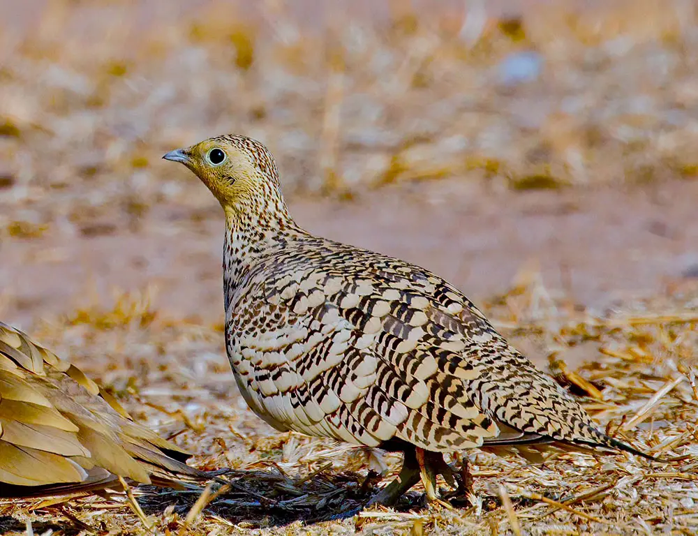 Physical Characteristics of the Chestnut-Bellied Sandgrouse