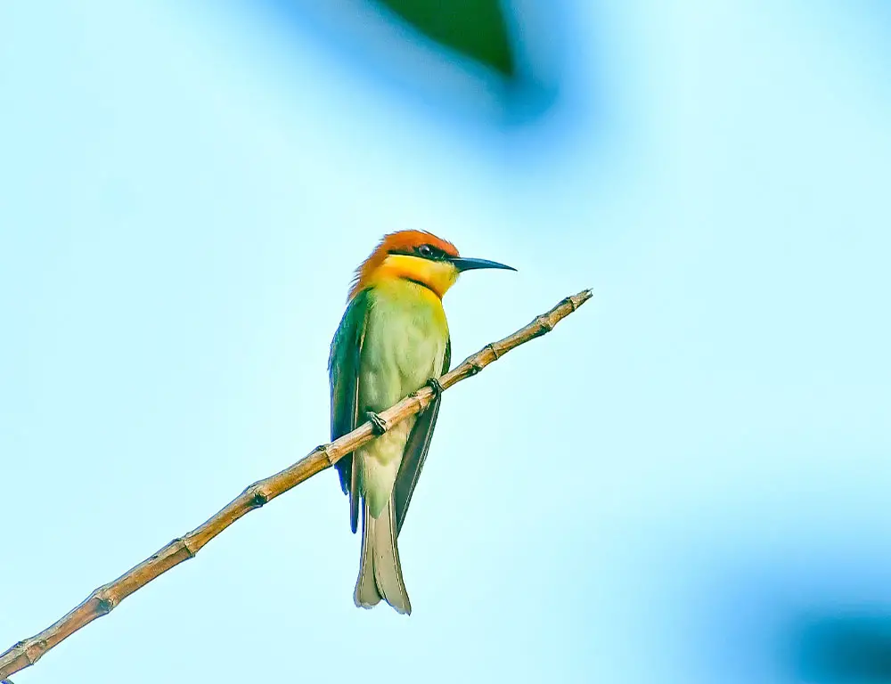 Physical Characteristics of the Chestnut-Headed Bee-Eater