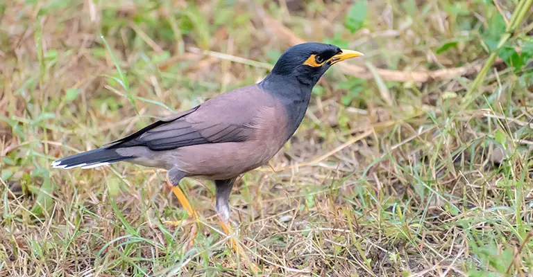 Physical Characteristics of the Common Myna