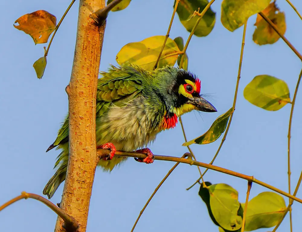 Physical Characteristics of the Coppersmith Barbet