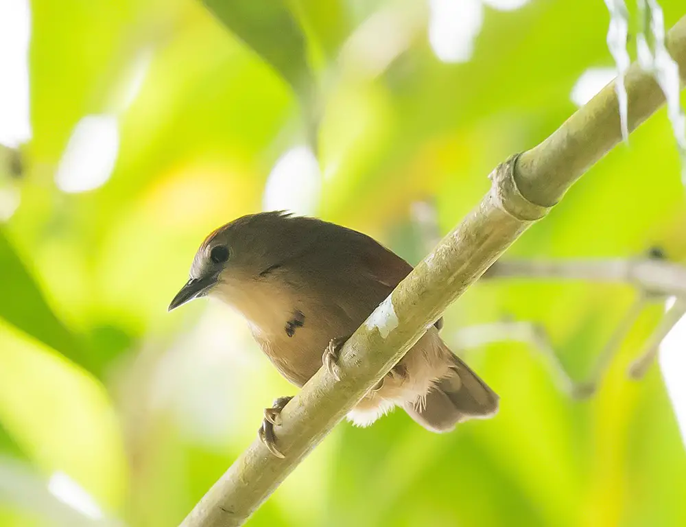 Physical Characteristics of the Crescent-Chested Babbler