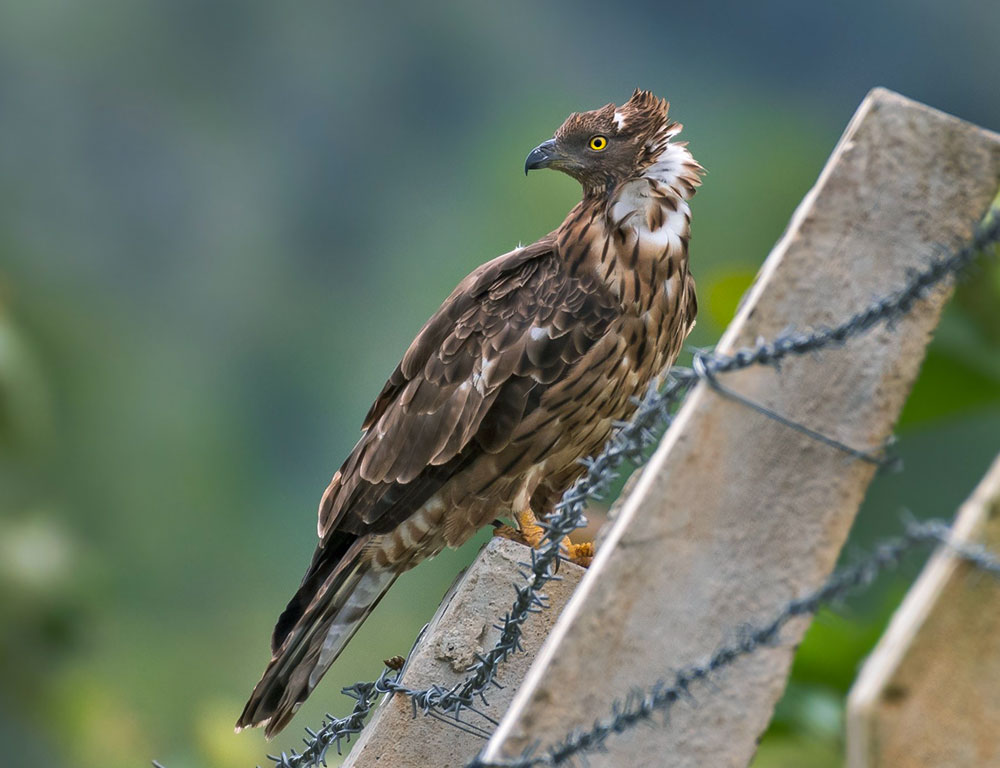 Physical Characteristics of the Crested Honey Buzzard