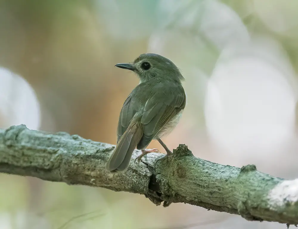 Physical Characteristics of the Fulvous-Chested Jungle Flycatcher