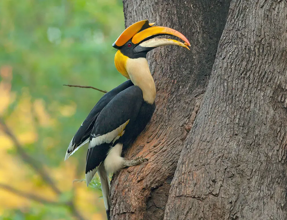 Physical Characteristics of the Great Hornbill