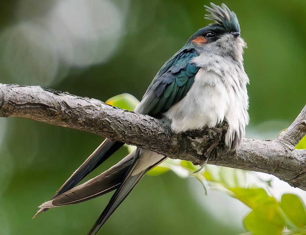 Physical Characteristics of the Grey-Rumped Treeswift