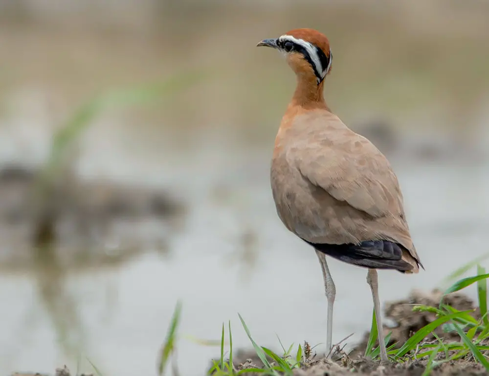 Physical Characteristics of the Indian Courser
