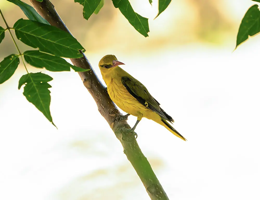 Physical Characteristics of the Indian Golden Oriole
