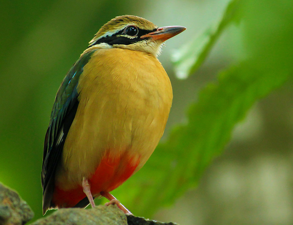 Physical Characteristics of the Indian Pitta