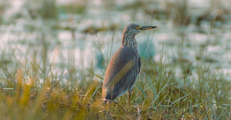 Physical Characteristics of the Indian Pond Heron