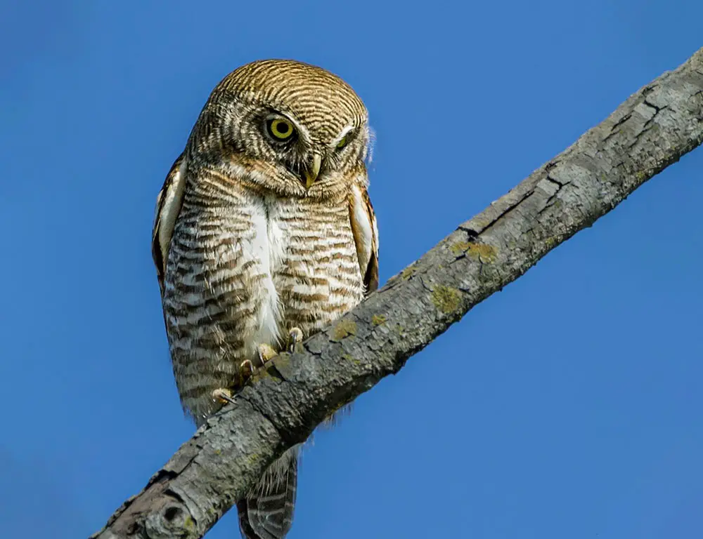 Physical Characteristics of the Jungle Owlet