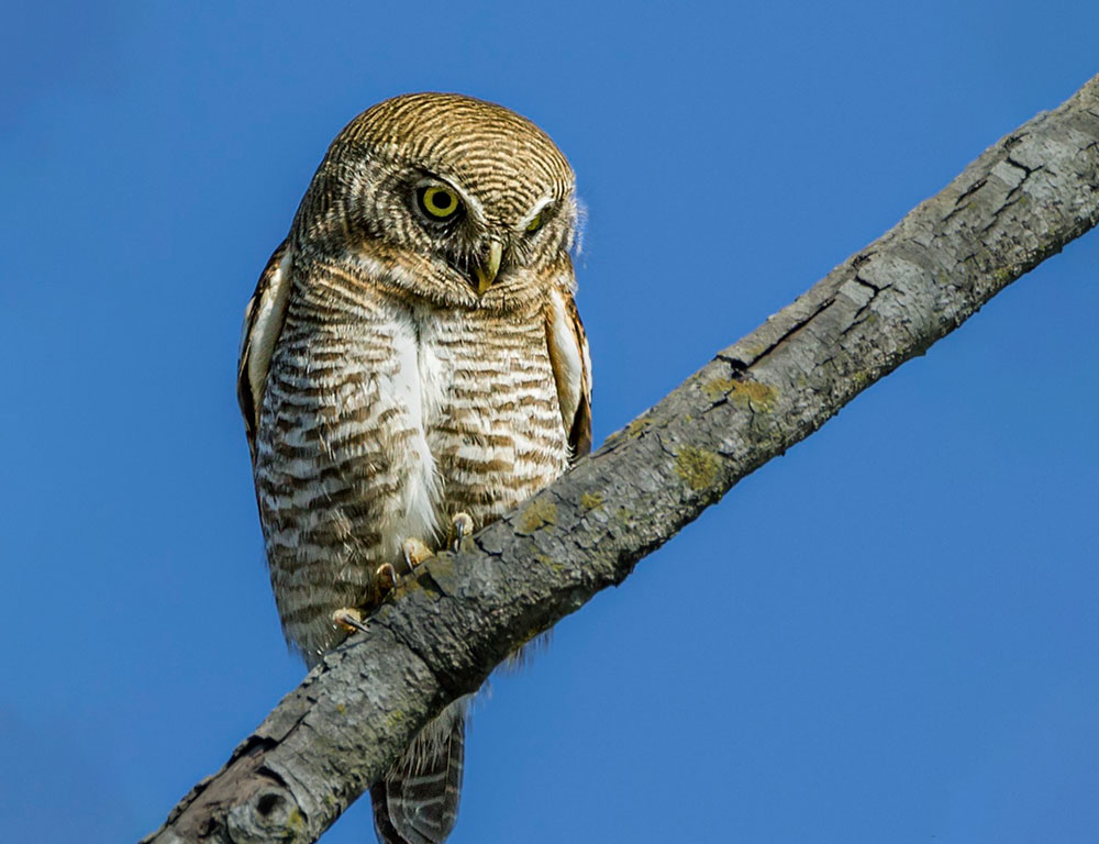 Physical Characteristics of the Jungle Owlet