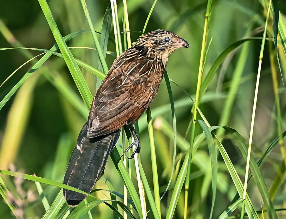 Physical Characteristics of the Lesser Coucal