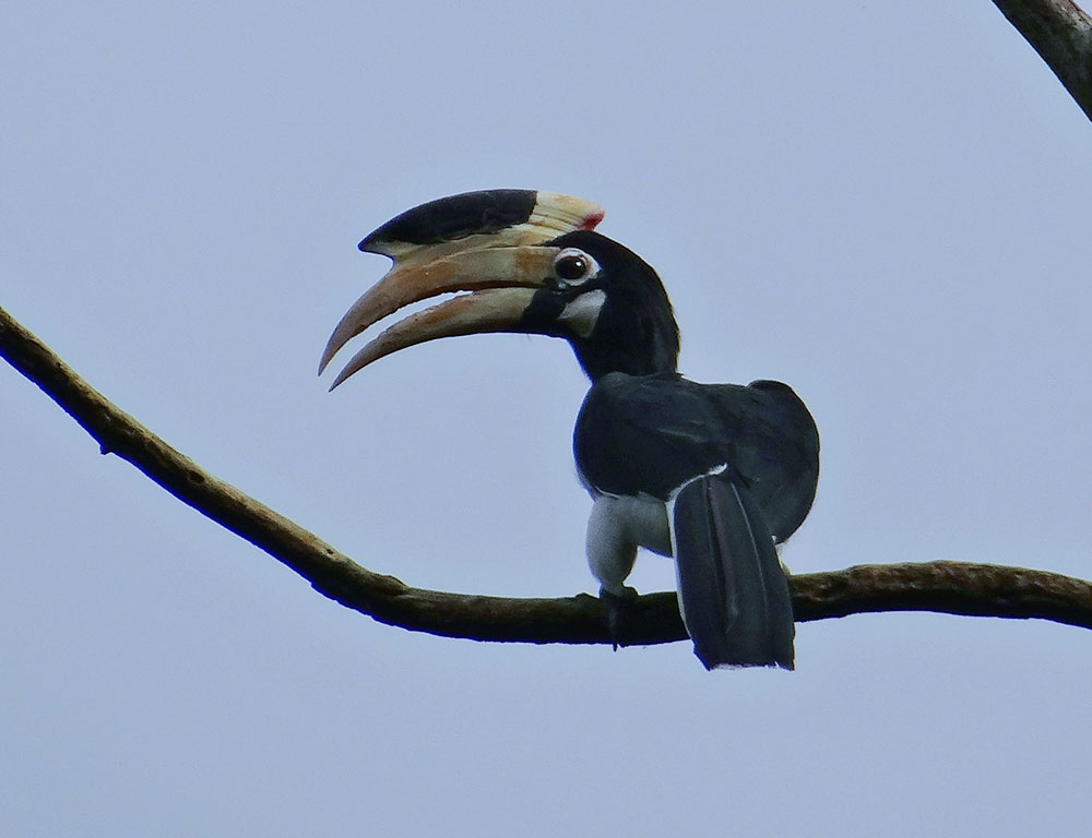 Physical Characteristics of the Malabar Pied Hornbill