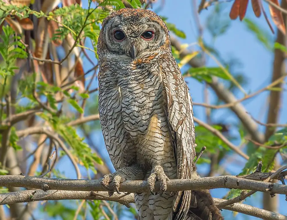 Physical Characteristics of the Mottled Wood Owl