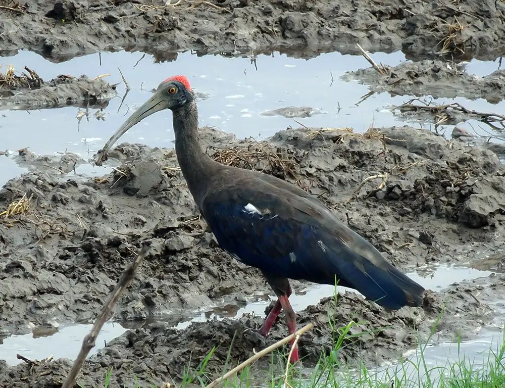 Physical Characteristics of the Red-Naped Ibis