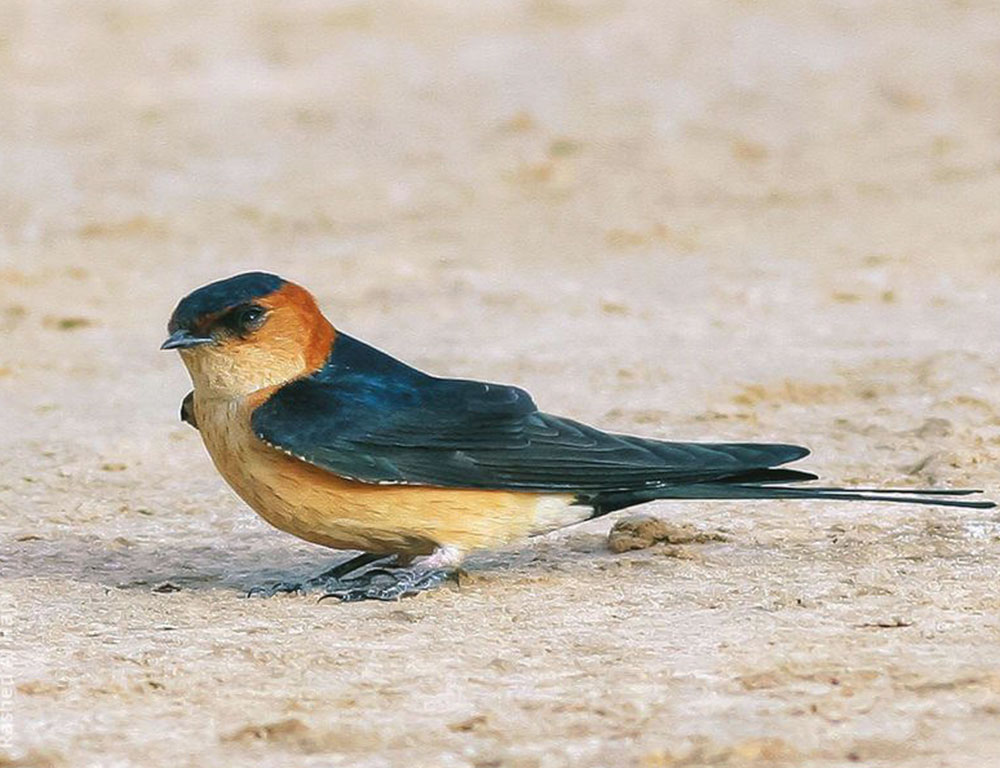 Physical Characteristics of the Red-Rumped Swallow