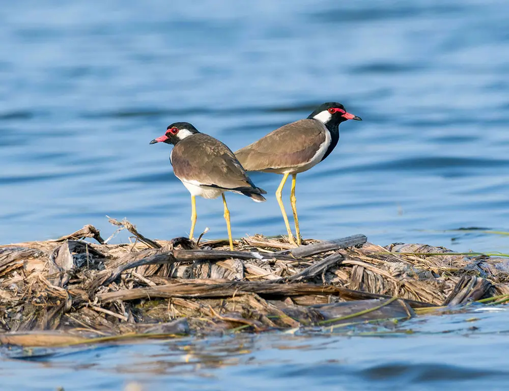 Physical Characteristics of the Red-Wattled Lapwing