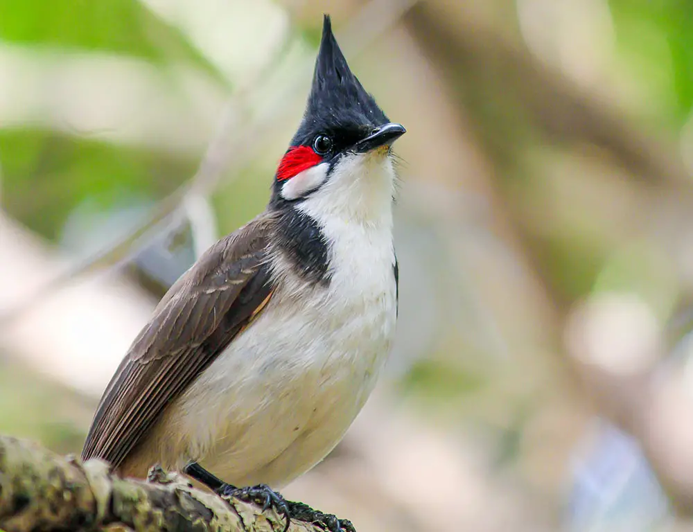 Physical Characteristics of the Red-Whiskered Bulbul