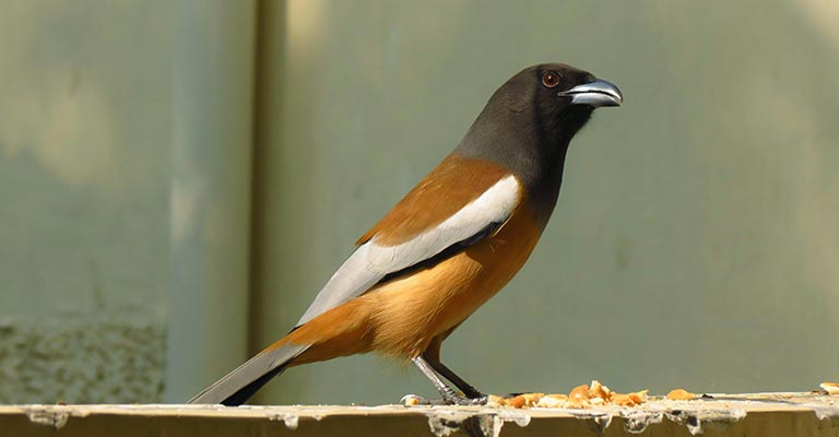 Physical Characteristics of the Rufous Treepie