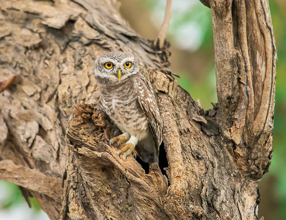 Physical Characteristics of the Spotted Owlet