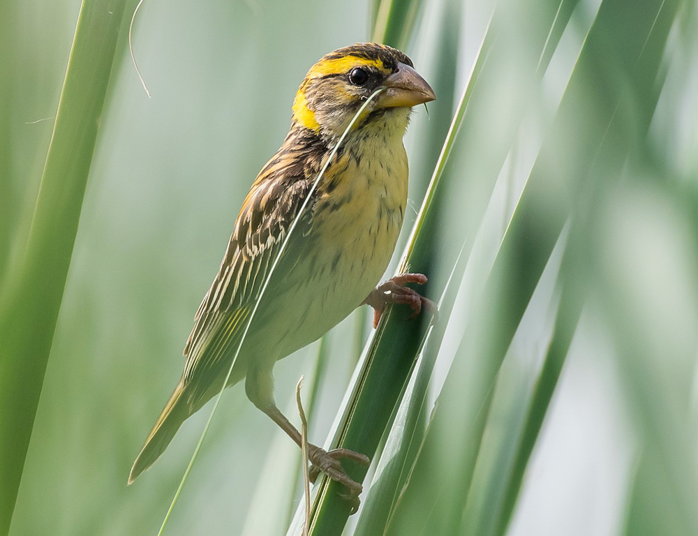 Physical Characteristics of the Streaked Weaver