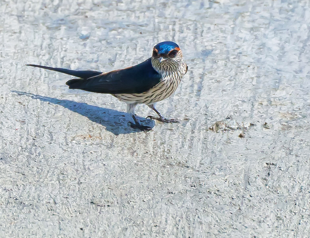 Physical Characteristics of the Striated Swallow