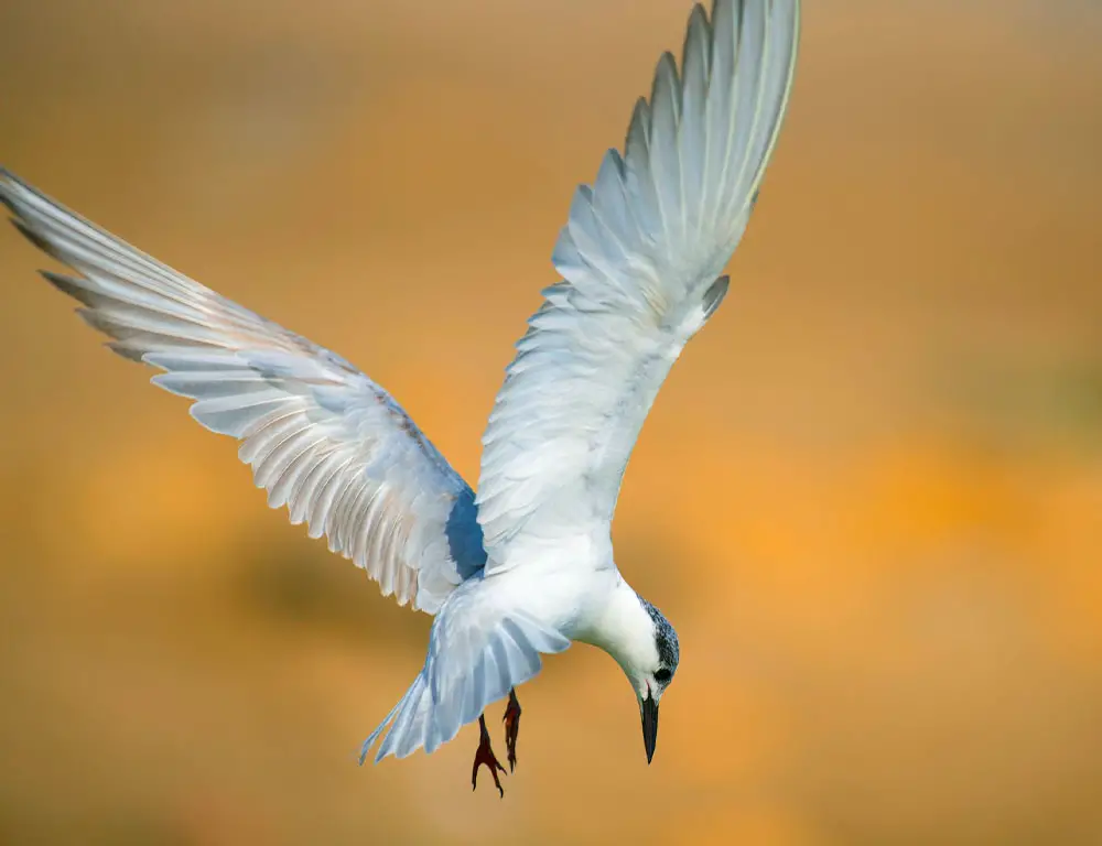 Physical Characteristics of the Whiskered Tern