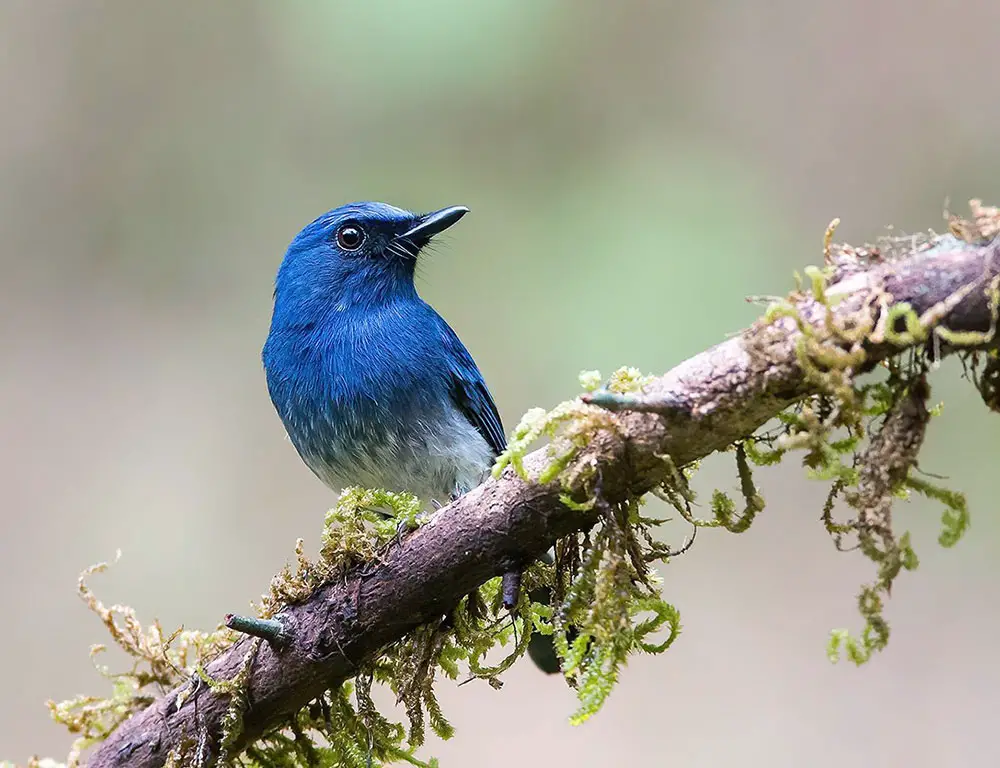 Physical Characteristics of the White-Bellied Blue Flycatcher