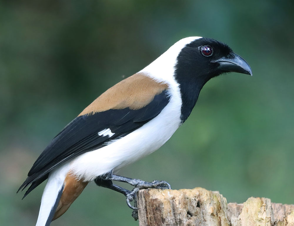 Physical Characteristics of the White-Bellied Treepie