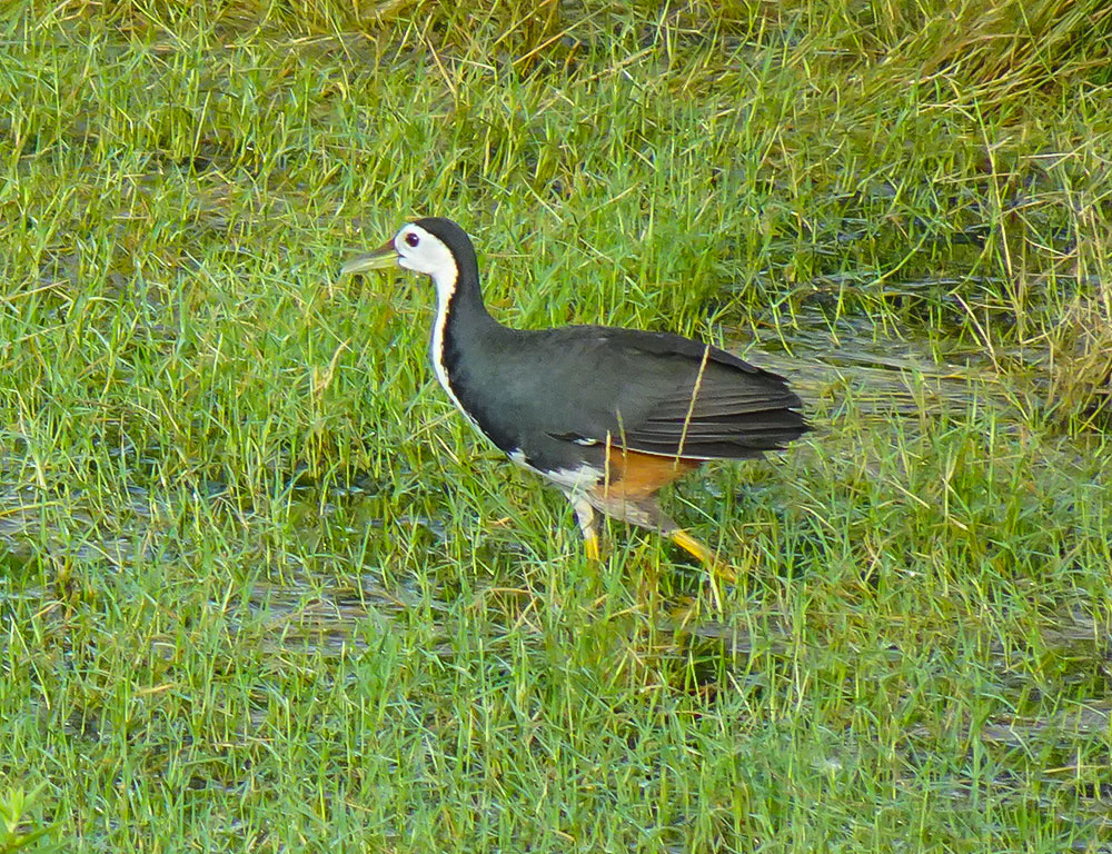 Physical Characteristics of the White-Breasted Waterhen