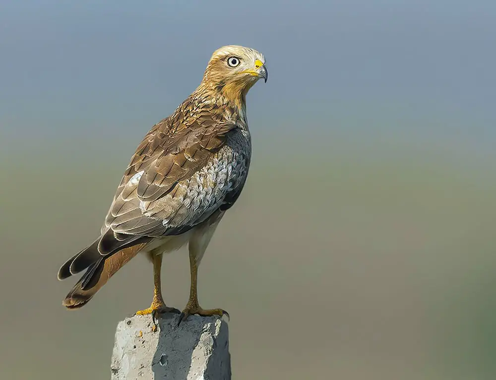 Physical Characteristics of the White-Eyed Buzzard