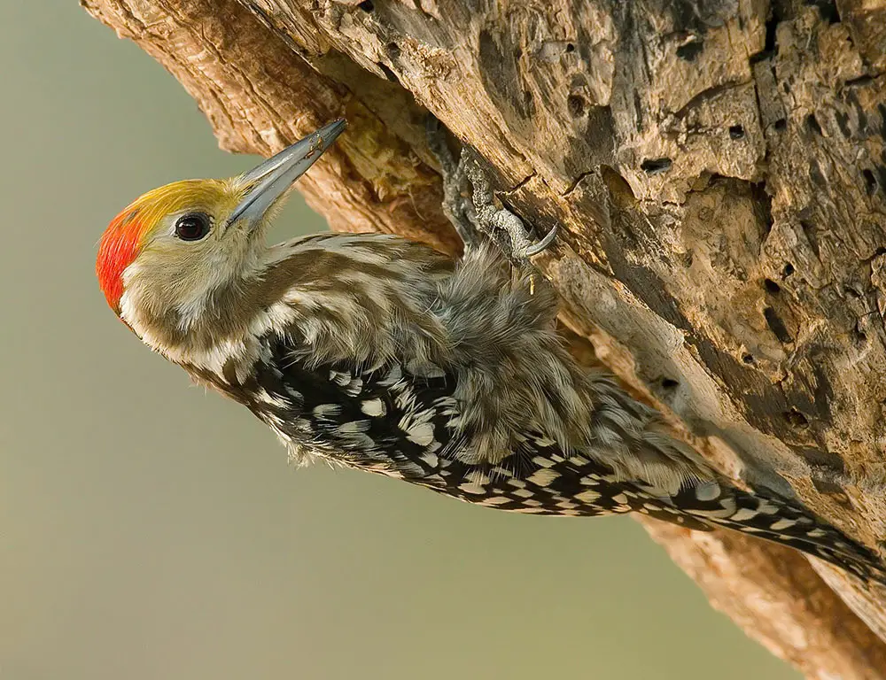 Physical Characteristics of the Yellow-Crowned Woodpecker