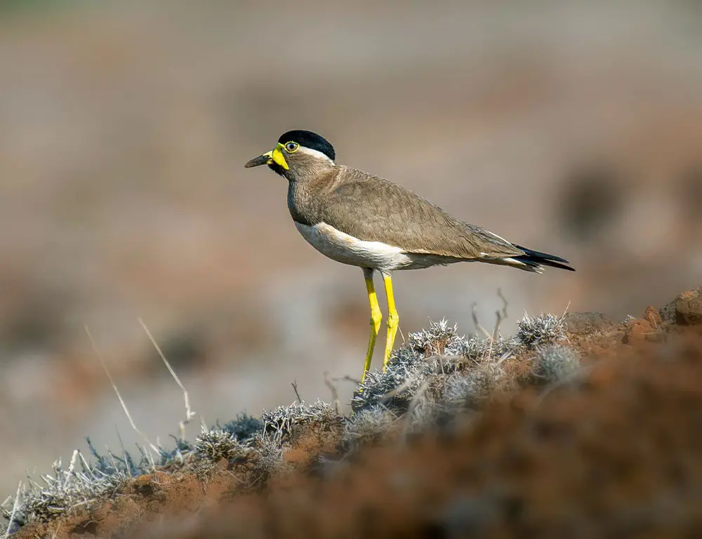 Physical Characteristics of the Yellow-Wattled Lapwing