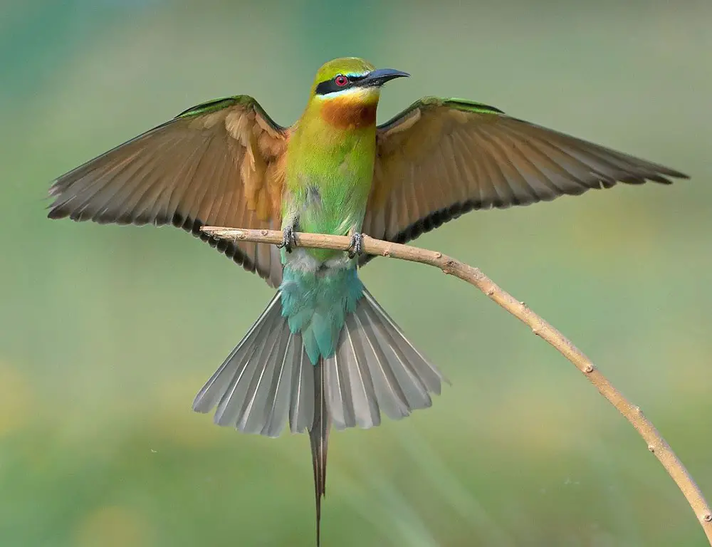 Physical Description of the Blue-Tailed Bee-Eater