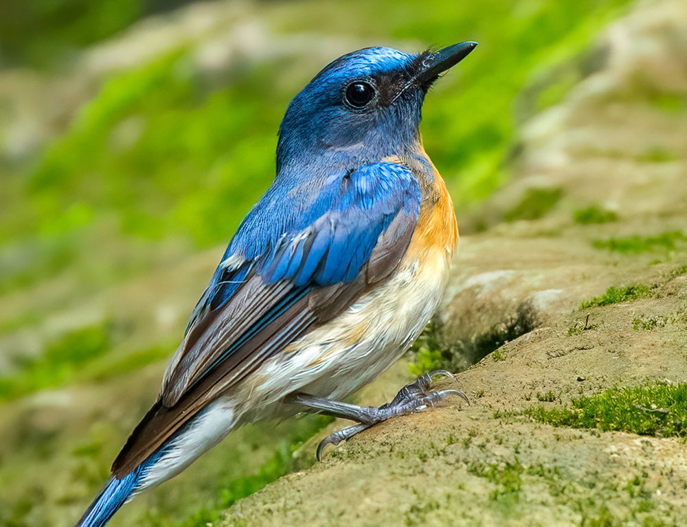 Physical Description of the Blue-Throated Blue Flycatcher