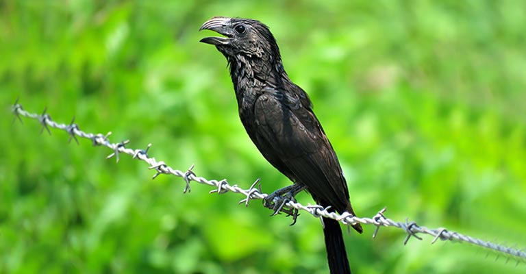 Pick Out Characteristics of Groove-billed Ani