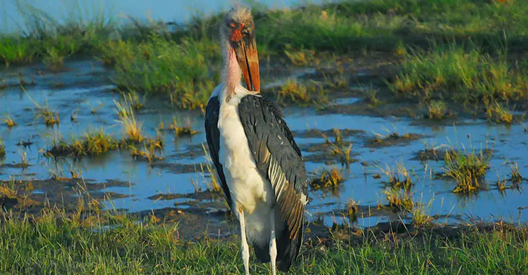 Pick Out Characteristics of Marabou Stork