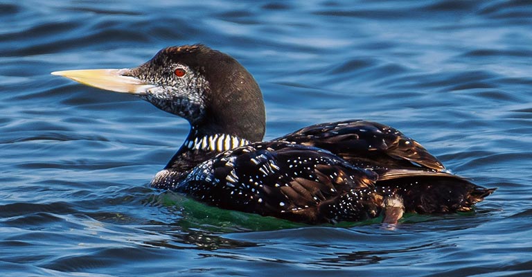 Pick Out Characteristics of Yellow-billed Loon