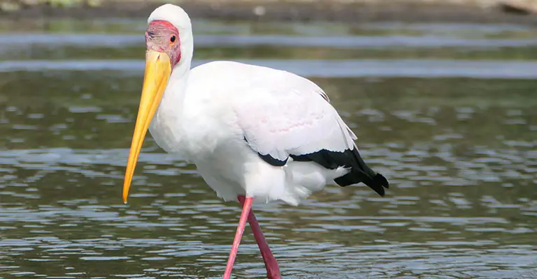 Pick Out Characteristics of Yellow-billed Stork