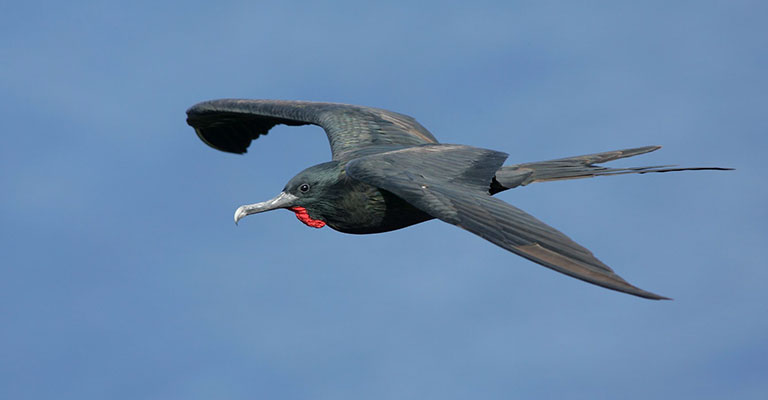 Pick Out Criteria of Great Frigatebird