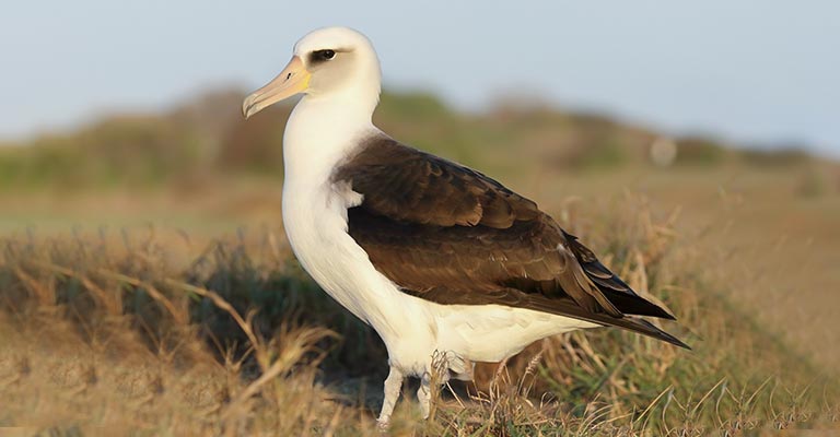 Pick Out Criteria of Laysan Albatross
