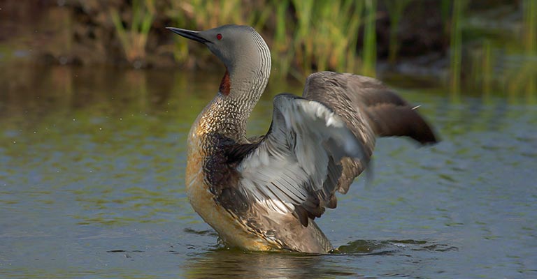 Pick Out Criteria of Red-throated Loon