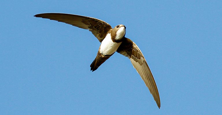 Pick Out Criteria of White-throated Needletail