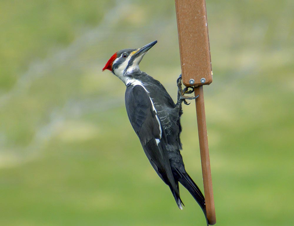 Pileated Woodpecker