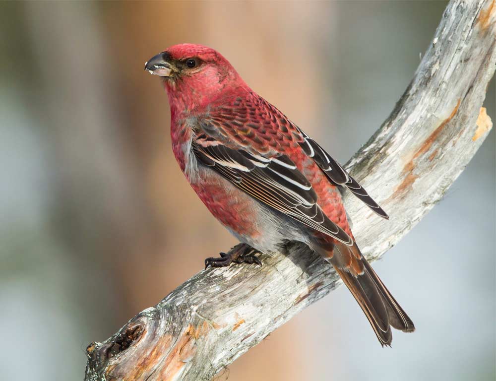 Pine Grosbeak