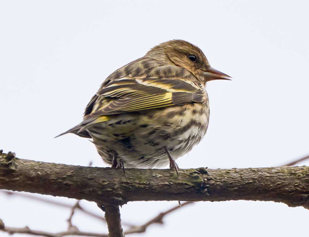 Pine Siskin